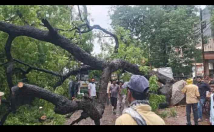 शंभर वर्षे जुने निंबाचे झाड कोसळून बसचे मोठे नुकसान,मुख्य मार्गावरील वाहतूक ठप्प